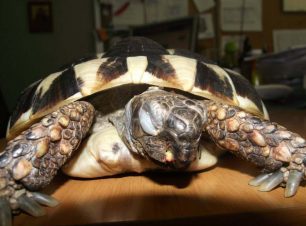 Σε κρίσιμη κατάσταση η χελώνα που κακοποίησαν οι κάτοχοι της στην Αθήνα λόγω άγνοιας