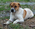 Χάθηκε αρσενικός σκύλος στο Πολυδένδρι Αττικής