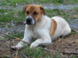 Χάθηκε αρσενικός σκύλος στο Πολυδένδρι Αττικής