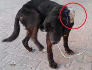 Άγιοι Θεόδωροι Κορινθίας: Σκύλος περιφερόταν πυροβολημένος με καρκίνο στα γεννητικά του όργανα