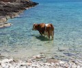 Μια αγελάδα απολαμβάνει τη θάλασσα στο ακρωτήριο Ταίναρο