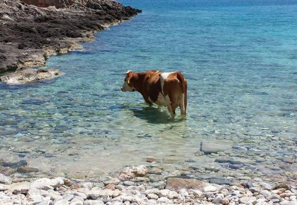 Μια αγελάδα απολαμβάνει τη θάλασσα στο ακρωτήριο Ταίναρο