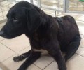 Πυροβολημένος ο σκύλος που χτυπήθηκε και από αυτοκίνητο στην Αγιάσο Λέσβου
