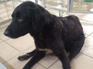 Πυροβολημένος ο σκύλος που χτυπήθηκε και από αυτοκίνητο στην Αγιάσο Λέσβου