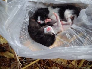 Ακρωτήρι Μυτιλήνης: Γατάκια ζωντανά σε σακούλα πεταμένα σε κάδο τα 3 νεογέννητα γατάκια