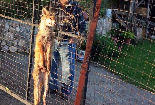 Κρέμασε την αλεπού στην πόρτα του & δημοσίευσε φωτογραφία στο facebook για να δείξει το κατόρθωμα του;