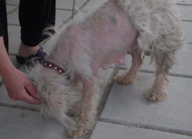 Αλεξάνδρεια Ημαθίας: Βρήκε τον σκύλο χωρίς τροφή & νερό δεμένο σε κολώνα