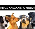Εξώδικο στον Δήμο Αλεξανδρούπολης επειδή θέλει να θανατώσει 3 αδέσποτα σκυλιά