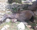 Δίνουν 1.000 €  σε όποιον αποκαλύψει τους δολοφόνους των 26 αλόγων στη Ζήρεια