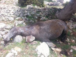 Δίνουν 1.000 €  σε όποιον αποκαλύψει τους δολοφόνους των 26 αλόγων στη Ζήρεια