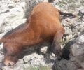 Ζητούν από τον Πανούση και την ΕΛ.ΑΣ. να εντοπίσει τους δολοφόνους των 26 αλόγων στην Ζήρεια Κορινθίας