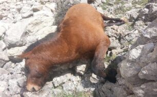 Ζητούν από τον Πανούση και την ΕΛ.ΑΣ. να εντοπίσει τους δολοφόνους των 26 αλόγων στην Ζήρεια Κορινθίας