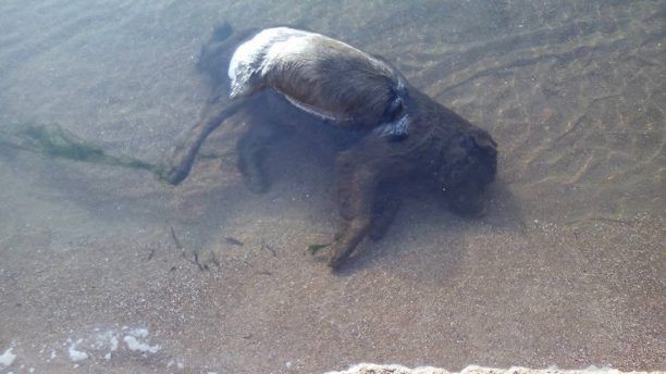 Αμαλιάδα: Ο νεκρός σκύλος σαπίζει στην παραλία της Κουρούτας