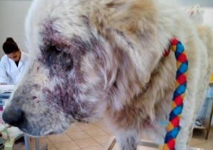 Ανάβυσσος: Σκύλος άρρωστος, σκελετωμένος, δεμένος σε δέντρο για να πεθάνει αβοήθητος (βίντεο)