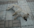 Άνω Λιόσια: Σκύλος νεκρός και δεμένος από το πόδι με σχοινί
