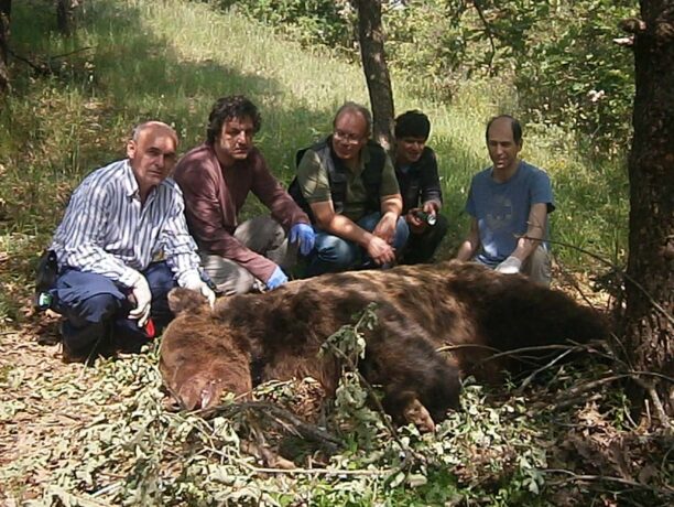 Φόρεσαν κολάρο σε 3 αρκούδες για να τις παρακολουθούν οι επιστήμονες