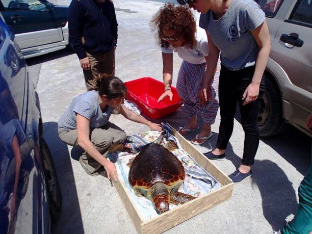 Ικαρία: Ανθρώπινη αλυσίδα για την διάσωση της ακρωτηριασμένης χελώνας