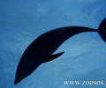 Τι πρέπει να κάνεις αν δεις ζωντανό δελφίνι να κολυμπά με δυσκολία στα ρηχά