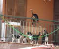 Δωδωνούπολη Ιωαννίνων: Αιχμάλωτα σε μπαλκόνι 9 σκυλιά