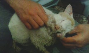 Χανιά: Οι τουρίστριες βρήκαν τη γάτα που κάποιος έκαψε με οξύ και λάδι!