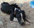 Σκύλος σκελετωμένος και άρρωστος στην Γορίτσα Μαγνησίας