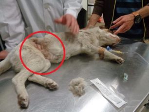 Καρδίτσα: Έσωσαν την σκυλίτσα που κάποιος είχε τυλίξει με σύρμα
