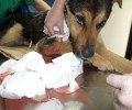 Καρποχώρι Καρδίτσας: Σκύλος πυροβολημένος αλλά ζωντανός κειτόταν για μέρες στο πλάι του δρόμου