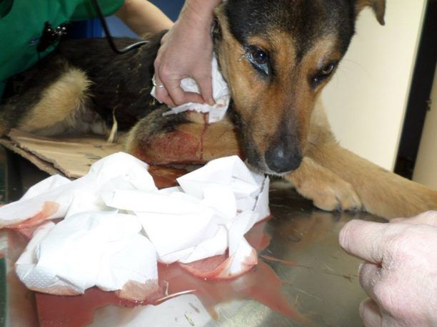 Καρποχώρι Καρδίτσας: Σκύλος πυροβολημένος αλλά ζωντανός κειτόταν για μέρες στο πλάι του δρόμου