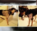 Έκανε το πρώτο του βήμα το σκυλί που εντοπίστηκε κατάκοιτο από πυροβολισμό στο Καρποχώρι Καρδίτσας