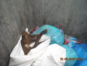 Περισσότερα από 12 σκυλιά νεκρά από φόλες στην Κράτηγο Λέσβου