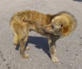 Καβάλα: Σκύλος υποφέρει στον κόμβο Μουσθένης και κανείς δεν νοιάζεται!