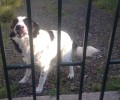 Λαμία: Έκλεισαν την επιχείρηση και εγκατέλειψαν τον σκύλο τους στο περιφραγμένο οικόπεδο