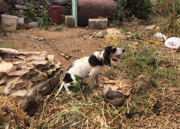 Έσωσαν τον σκύλο που βρήκαν σκελετωμένο και αλυσοδεμένο στο Μαράθι της Πάρου