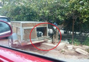 Μαρούσι: Αλυσοδεμένος σκύλος επί 4 χρόνια στην μπαγκαζιέρα