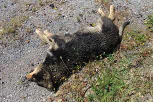 Συνεχίζεται η δηλητηρίαση των σκυλιών στα παλιά σφαγεία του Δήμου Μεγαλόπολης