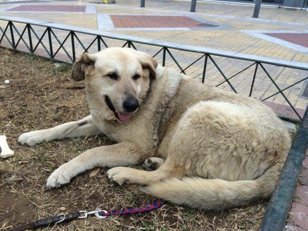 Φροντίζουν με βάρδιες τον γέρικο αδέσποτο σκυλάκο στην πλατεία της Νέας Σμύρνης
