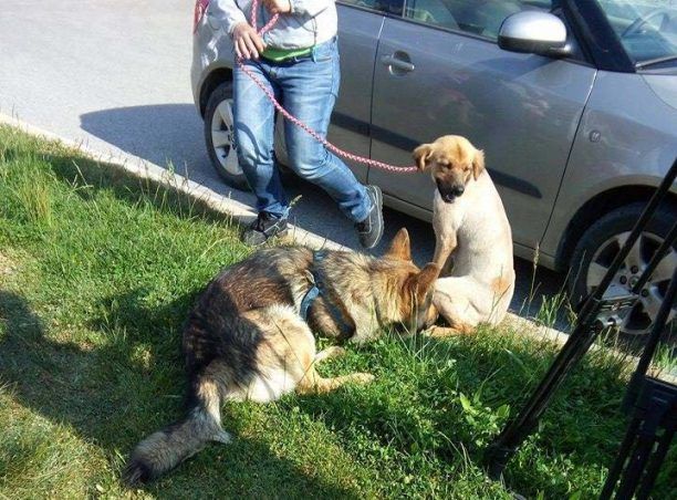 Αρίστηνο Έβρου: Το «Παιδικό Χωριό SOS Θράκης» υιοθέτησε μια αδέσποτη σκυλίτσα