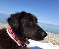 Χάθηκε σκύλος στο Μενίδι Αττικής