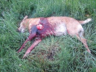 Πεδινή Ιωαννίνων: Σκότωσε τον σκύλο με κασμά και τον άφησε έξω από την πόρτα του ιδιοκτήτη του