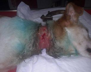 Γιαννιτσάνικα Μεσσηνίας: Ο σκύλος σάπιζε από το περιλαίμιο που της έβαλαν