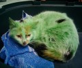 Καβάλα: Έβαψαν την γάτα πράσινη!