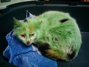 Καβάλα: Έβαψαν την γάτα πράσινη!