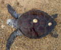 Άλλη μια θαλάσσια χελώνα σκοτωμένη με καμάκι στην Πλάκα της Νάξου