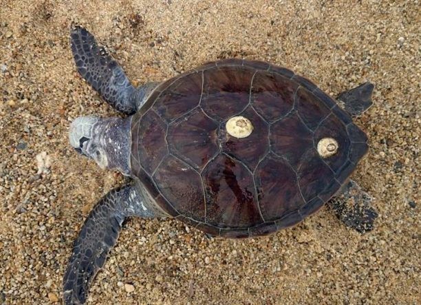 Άλλη μια θαλάσσια χελώνα σκοτωμένη με καμάκι στην Πλάκα της Νάξου