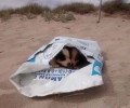 Πρέβεζα: Βρήκαν τα κουτάβια να αργοπεθαίνουν στην παραλία μέσα στο τσουβάλι