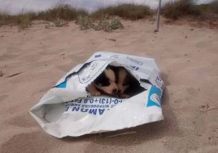 Πρέβεζα: Βρήκαν τα κουτάβια να αργοπεθαίνουν στην παραλία μέσα στο τσουβάλι