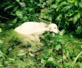 Πτελοπούλα Καρδίτσας: Έδεσε τον σκύλο με σύρμα και τον πέταξε στο ποτάμι για να πνιγεί