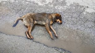 Περισσότερα από 40 ζώα νεκρά από φόλες σε 4 μέρες στην Πτολεμαΐδα