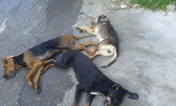Δεκάδες ζώα νεκρά από φόλες στην Ρόδο