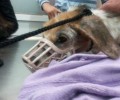 Πάτρα: Πέθανε η ακρωτηριασμένη σκυλίτσα που δύο γυναίκες προσπάθησαν να σώσουν